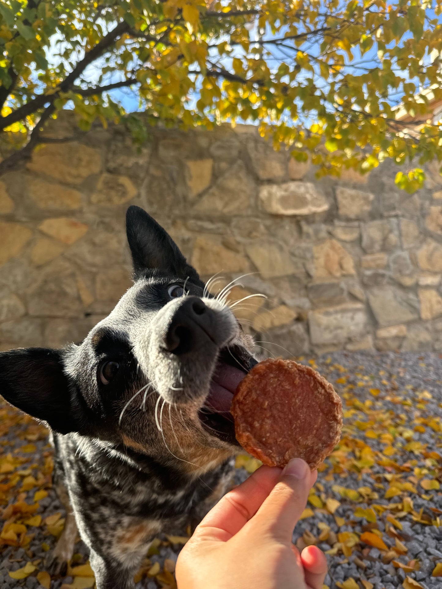 Turkey Patties