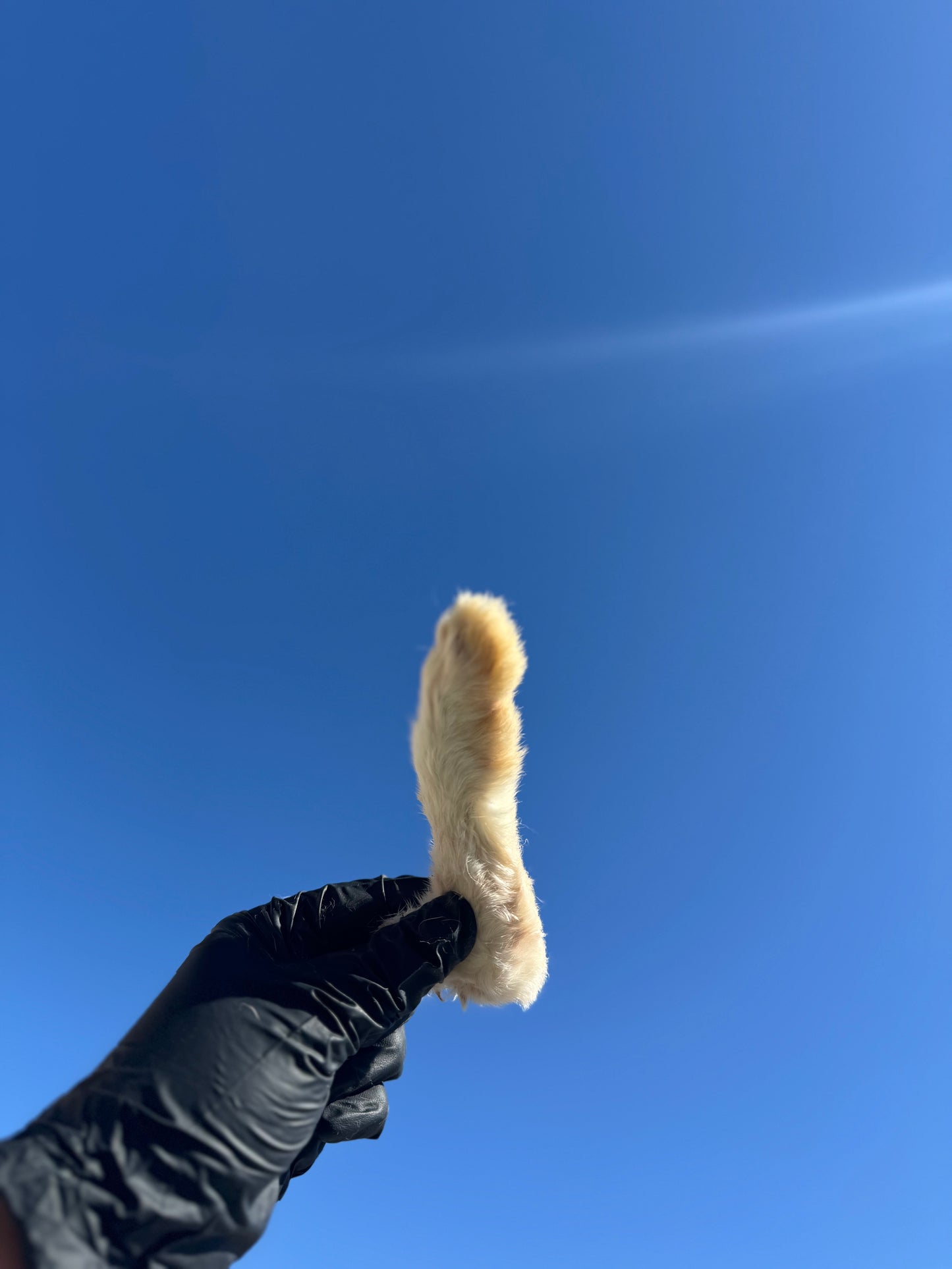 Rabbit Feet